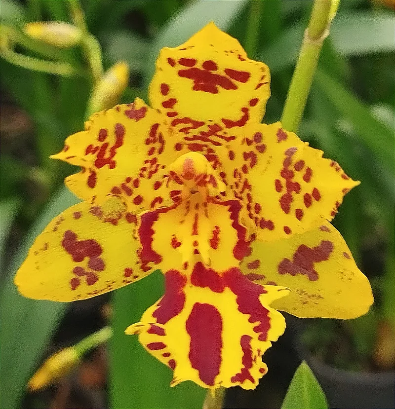 Oncidium Colmanara Amarela (mudas)