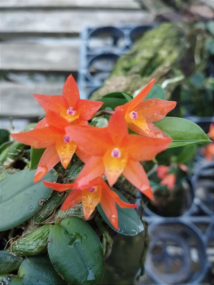 Sophronitis Cernua Menor