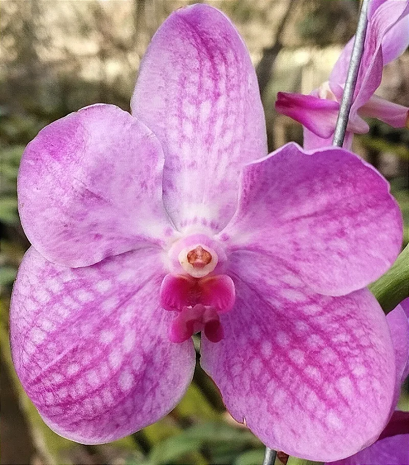 Vanda Rosa Bebê
