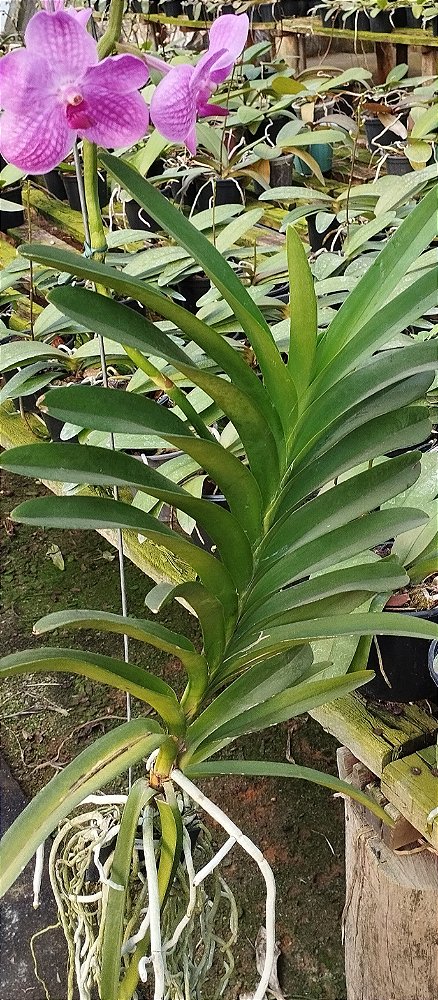 Vanda Rosa Bebê