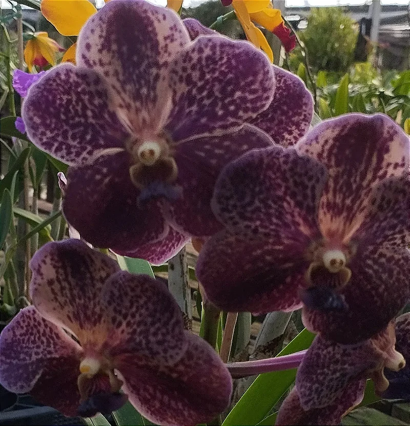 Vanda Chocolate Brown