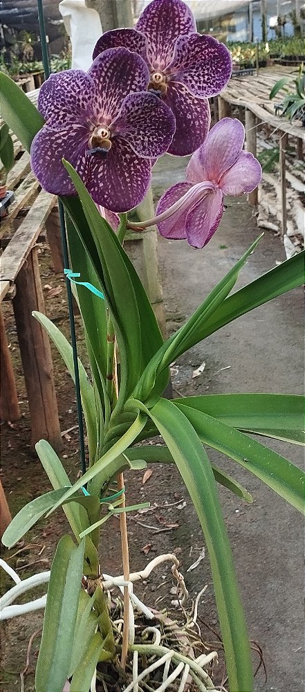 Vanda Chocolate Brown