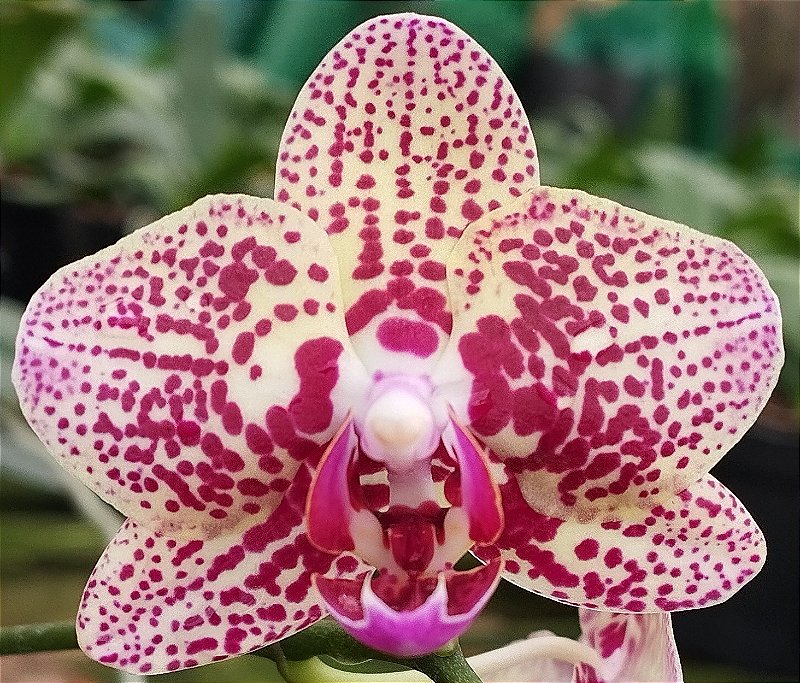 Phalaenopsis Amarela Pintada