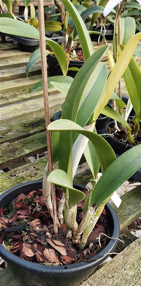 Rlc. Golf Green Hair Pig
