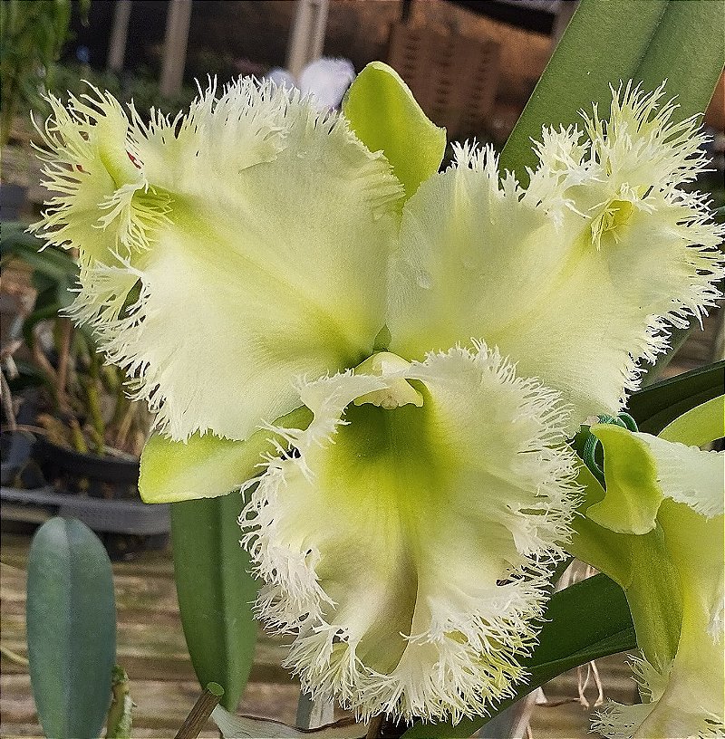 Rlc. Golf Green Hair Pig
