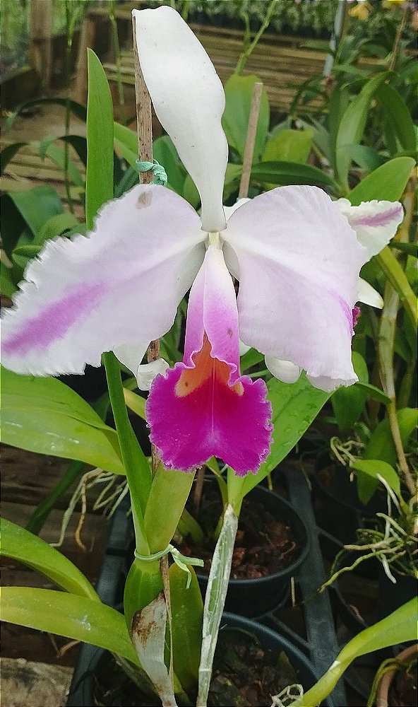 C. Trianae Flâmea Joãozinho x C. Trianae Flâmea Heitor