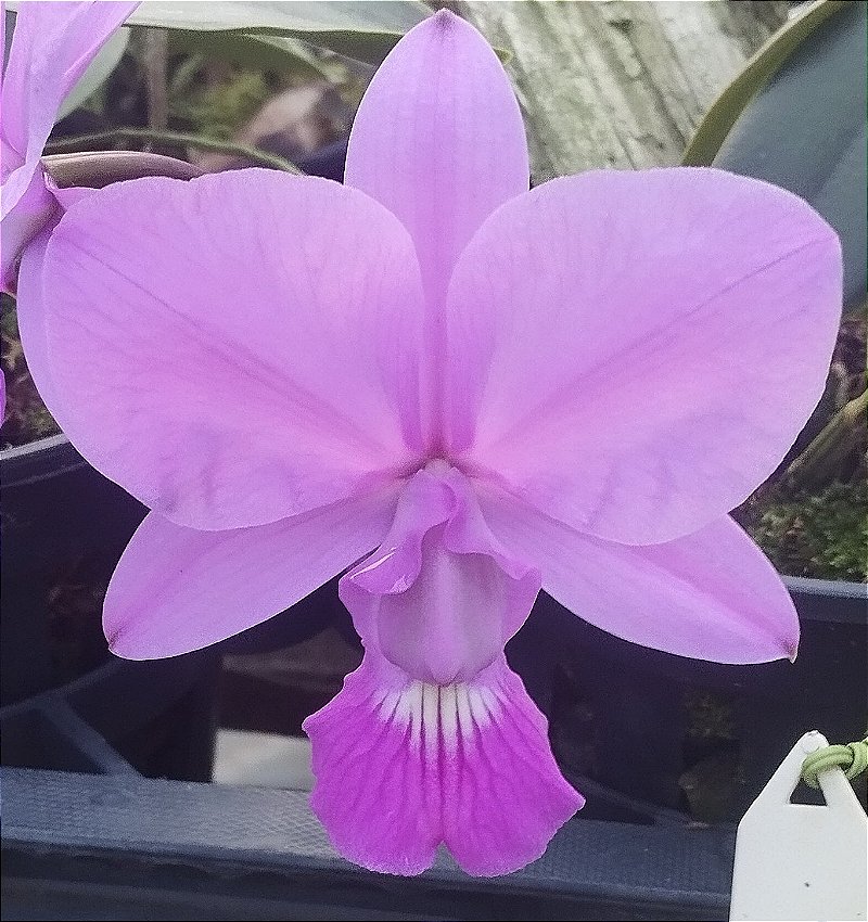 C. Walkeriana Miriam Juliato x C. Walkeriana Raquel Soberana