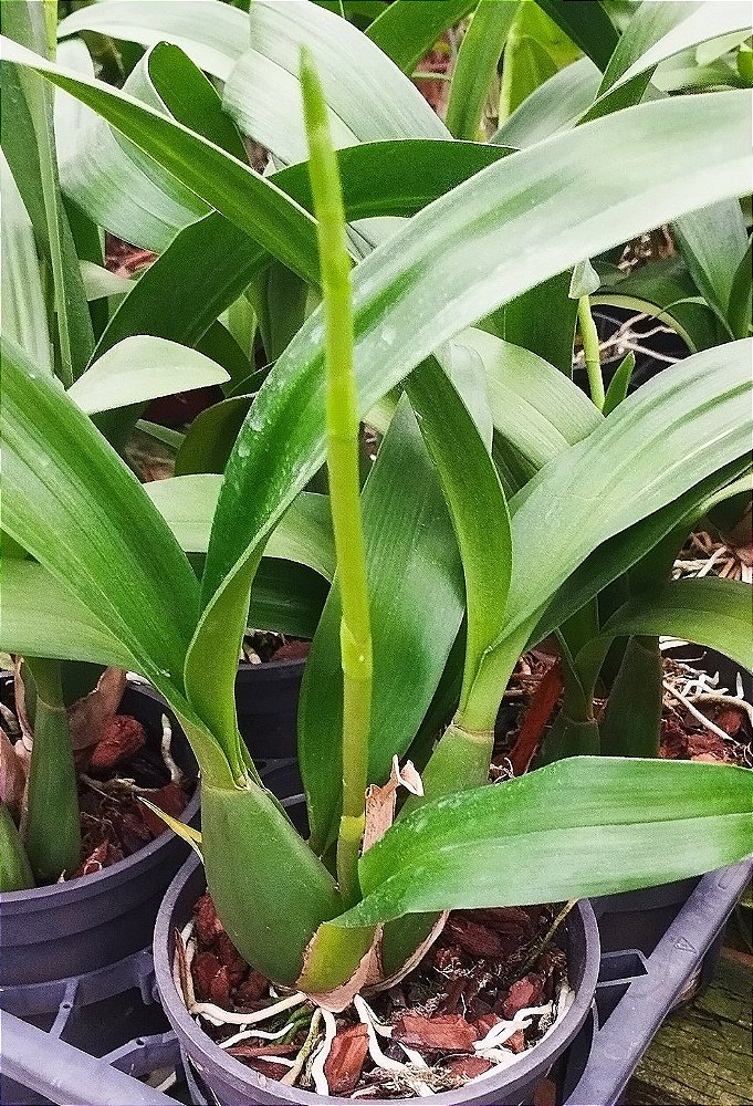 Miltassia verde
