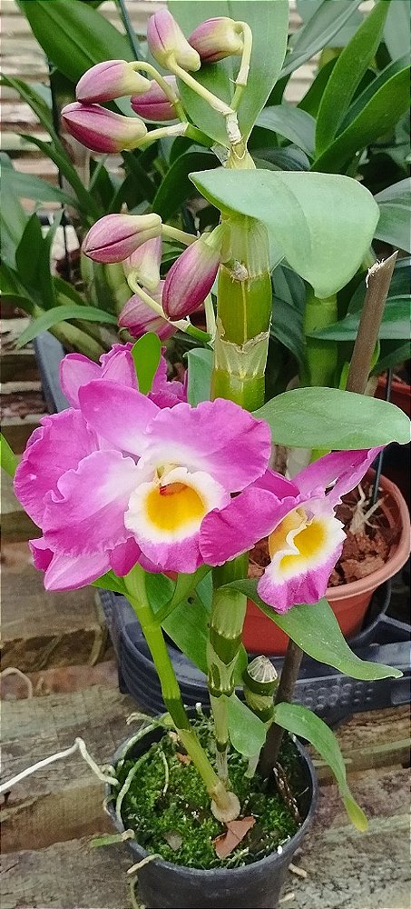 Dendrobium Nobiles Rosa