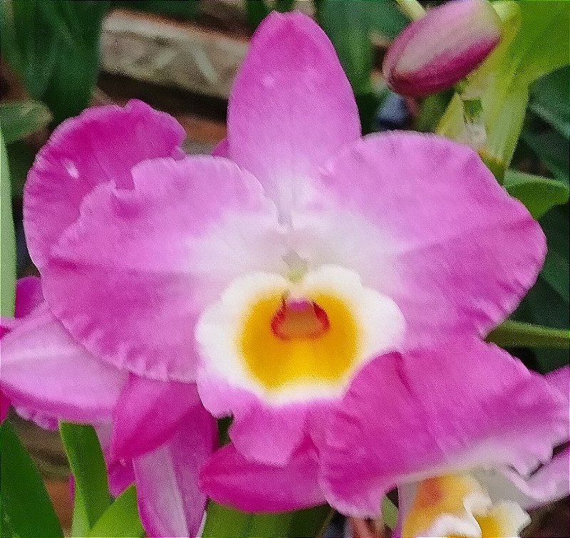 Dendrobium Nobiles Rosa