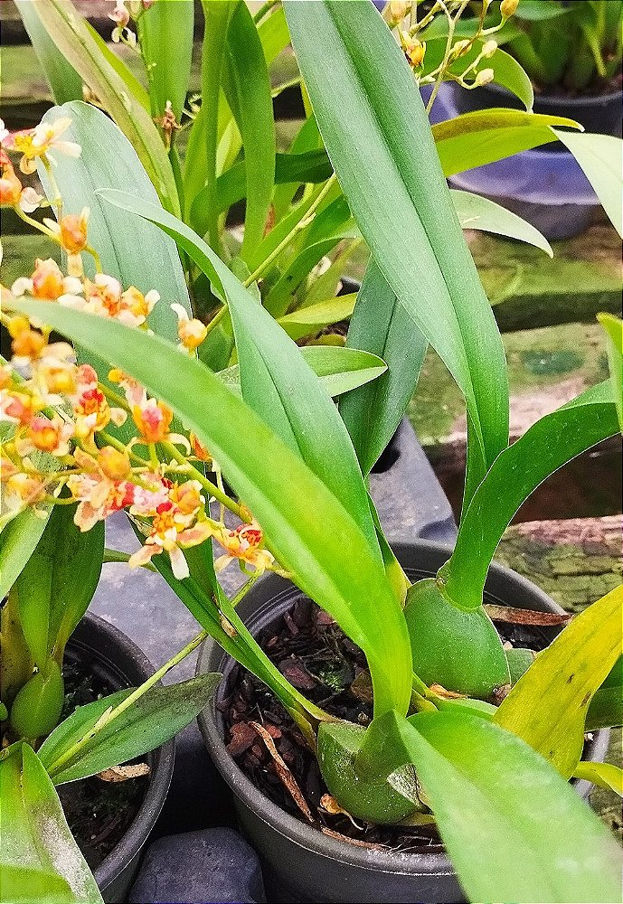 Oncidium Twinkle
