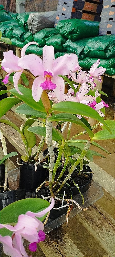 C. Amethystoglossa tipo