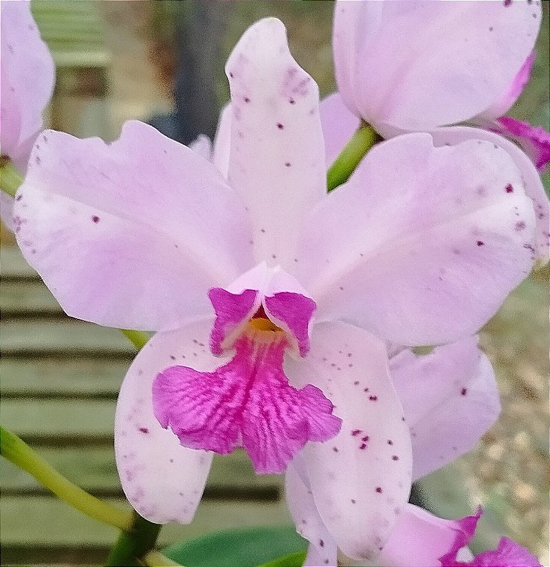C. Amethystoglossa tipo