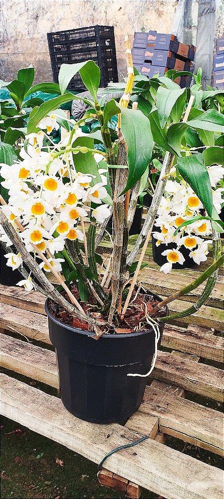 Dendrobium Thyrsiflorum x Dendrobium farmerii (Touceira)