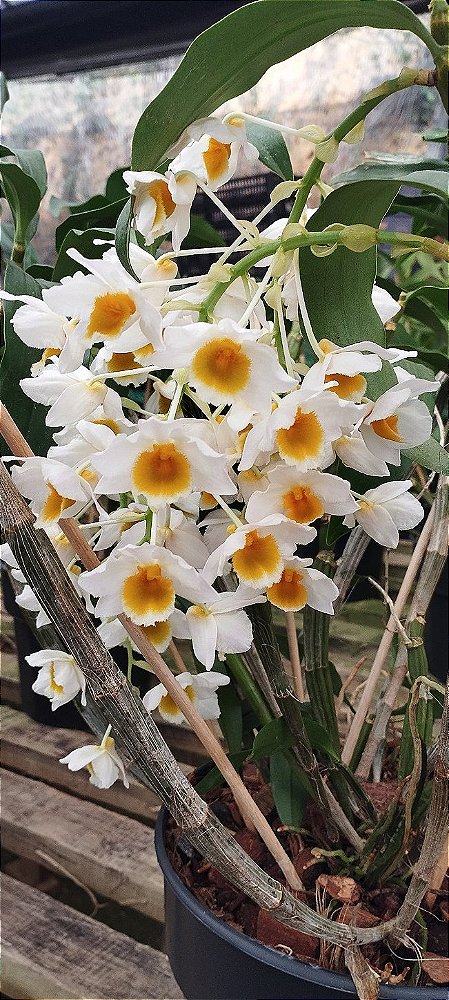 Dendrobium Thyrsiflorum x Dendrobium farmerii (Touceira)