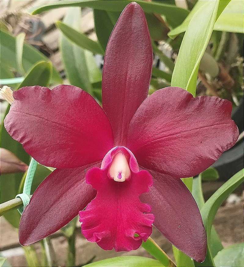 Blc. Nobiles Bruno Bruno