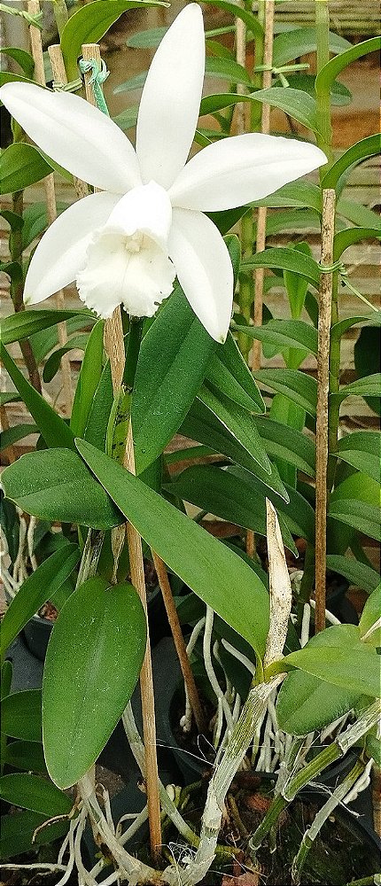 C. Intermédia Alba