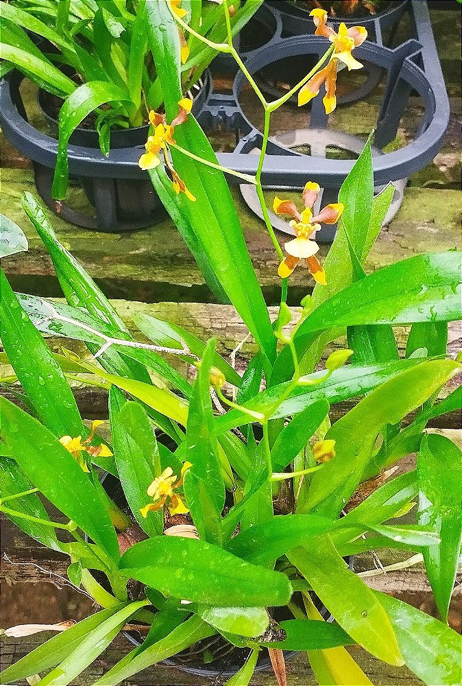 Oncidium Longipes