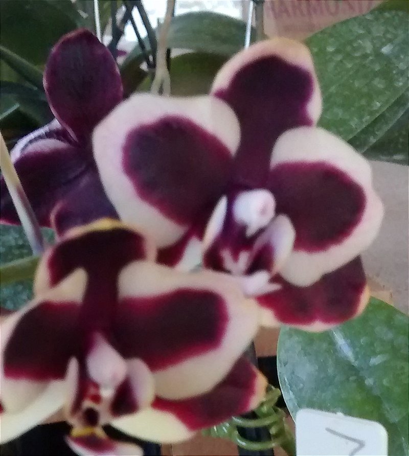 Phalaenopsis Matriz 41 - Cinéia