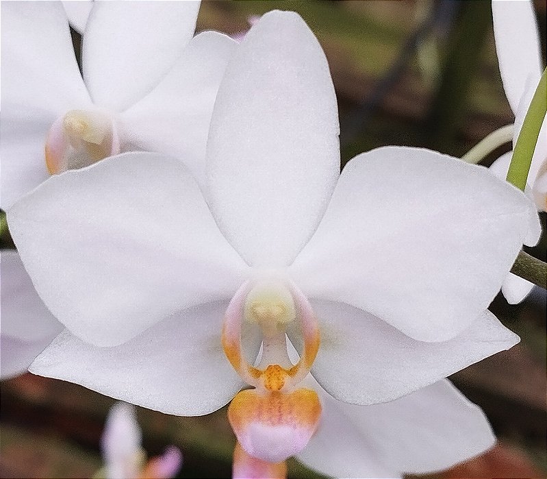 Doritaenopsis Alba