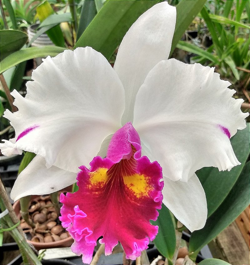 Blc. Mirian Suzuki x Lc. Remo Prada Crown