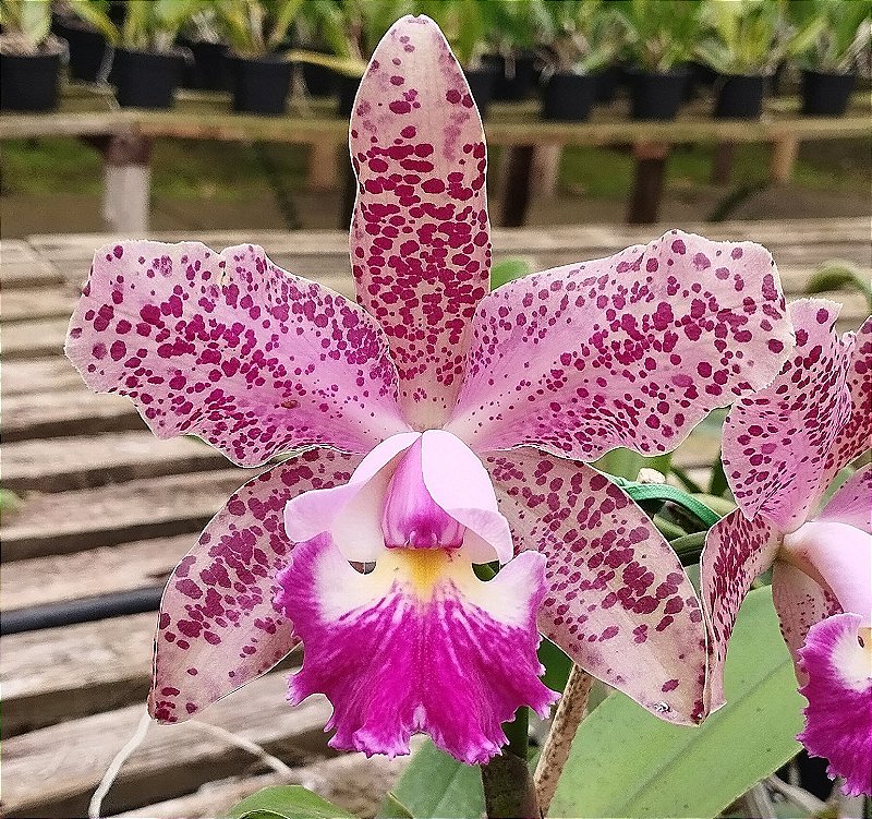 C. Schilleriana x C. Cruzeiro do Sul