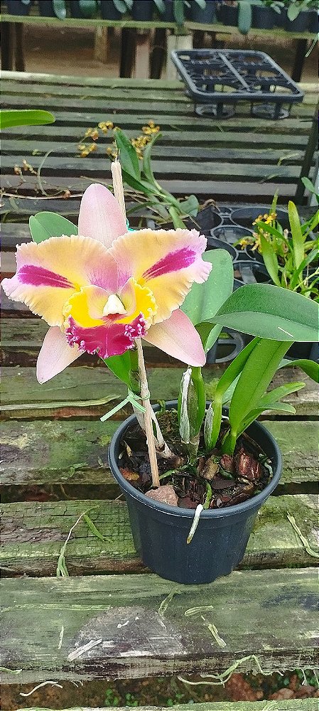 Lc. Mary's Song x Blc. Chialin New City