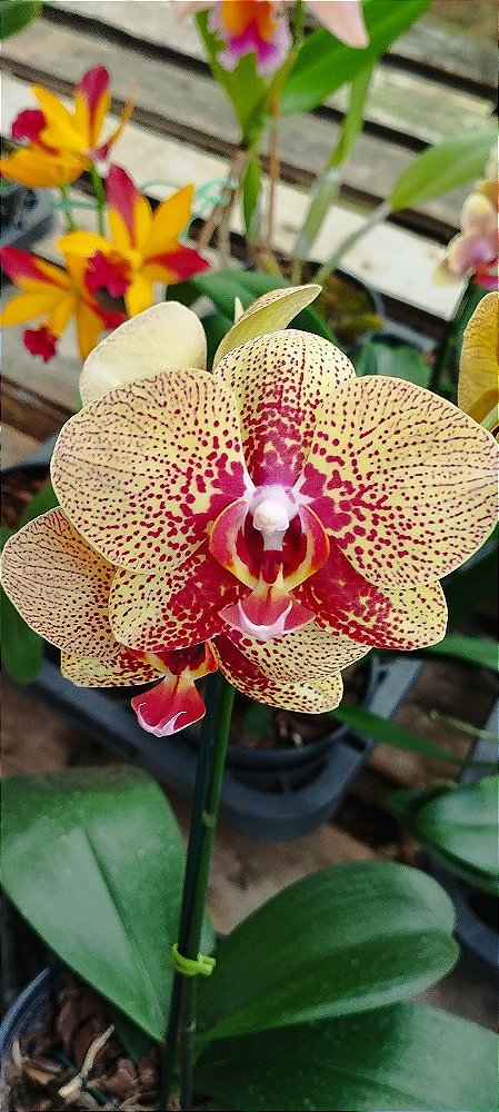 Phalaenopsis Amarela Listras Vermelhas (cod 13)