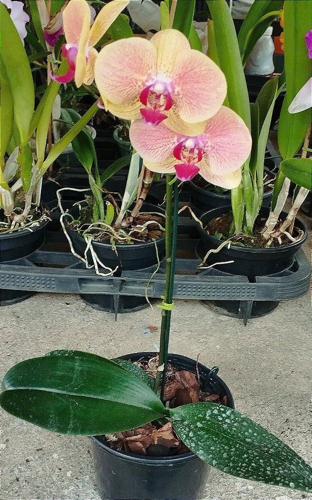 Phalaenopsis Amarela com flâmeas rosas