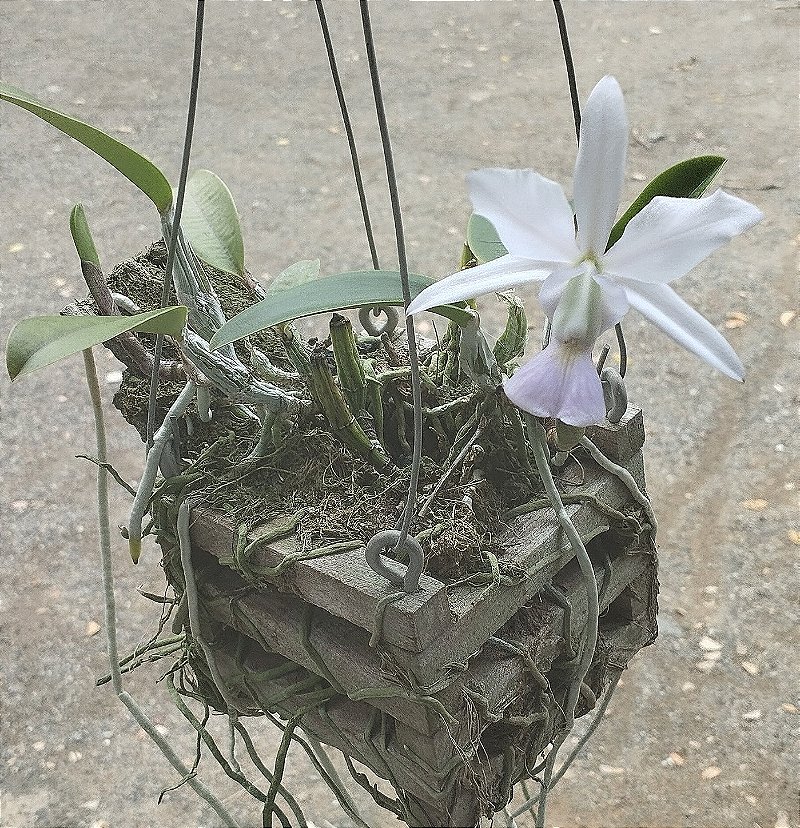 C. Walkeriana coerulea (touceira)
