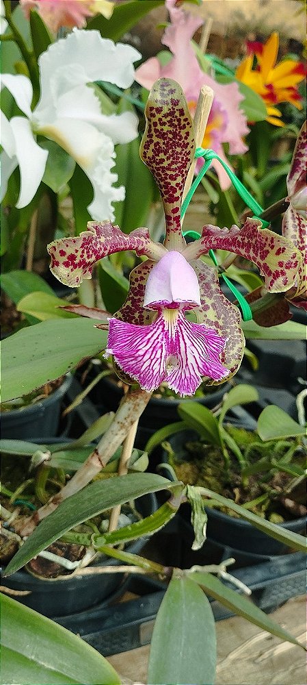 C. Schilleriana tipo (1)