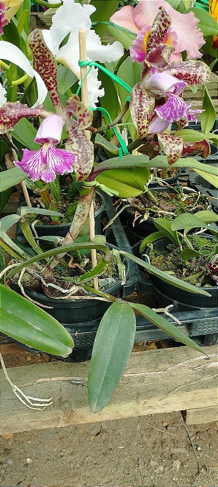 C. Schilleriana tipo (1)