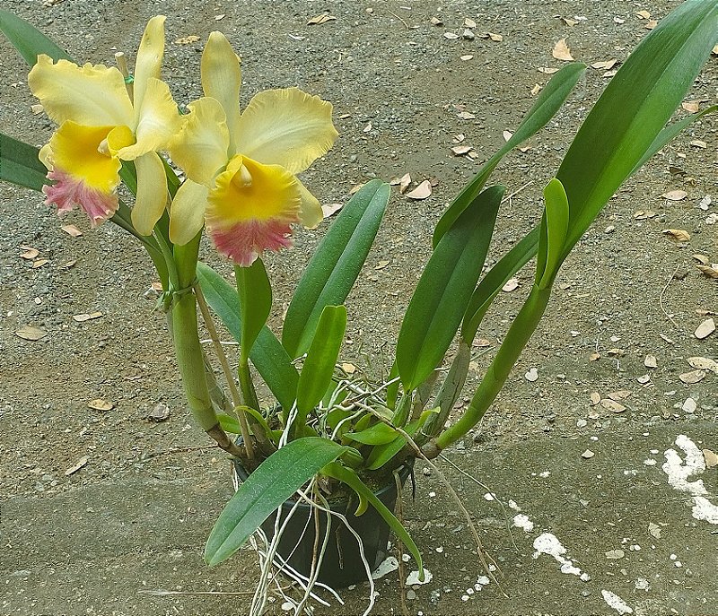 Blc. Turandot x Blc. Orange Show x Blc. Chunyeah (touceira)