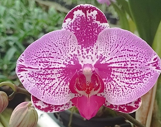 Phalaenopsis Rosa com listras rosas