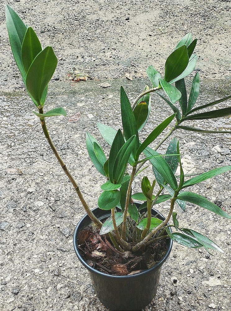Dendrobium Kingianum