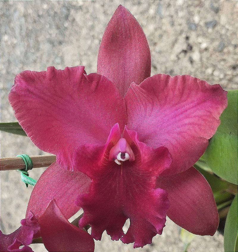 Blc. Ocoset Dark Queen