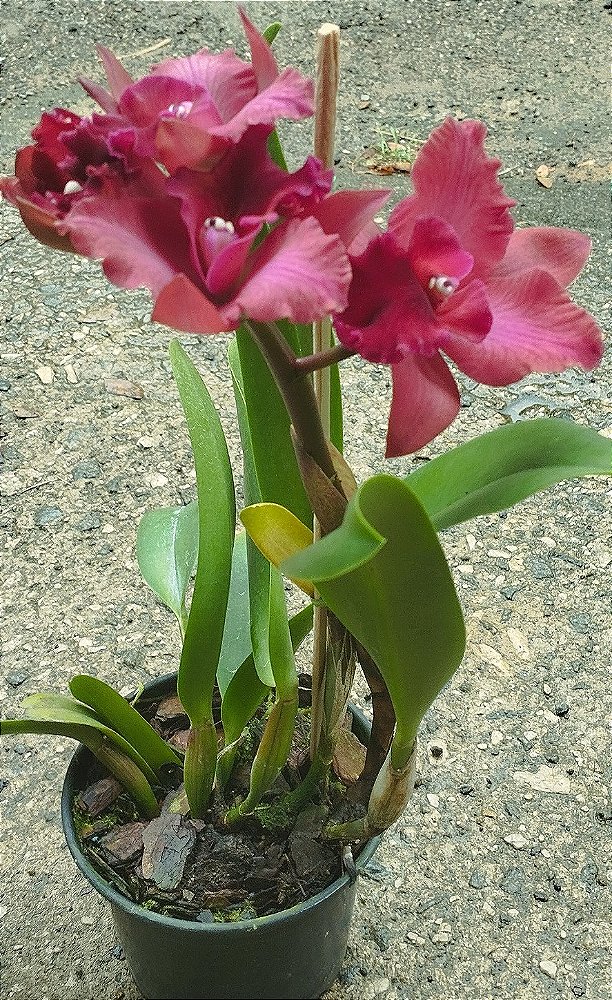 Blc. Ocoset Dark Queen