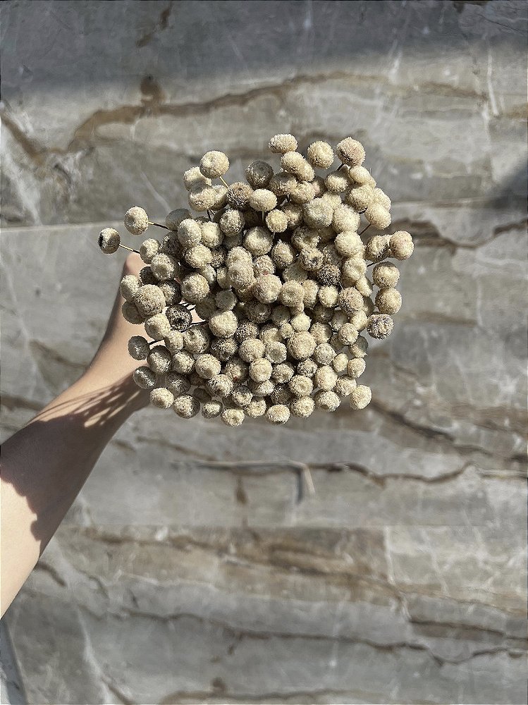 Botão Natural Desidratado - 200 Unidades