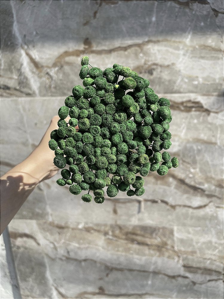 Botão Verde Desidratado - 200 Unidades