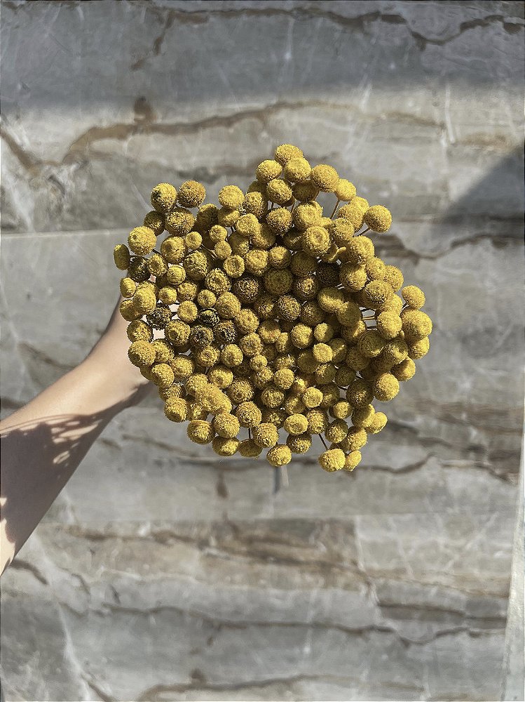 Botão Amarelo Desidratado - 200 Unidades