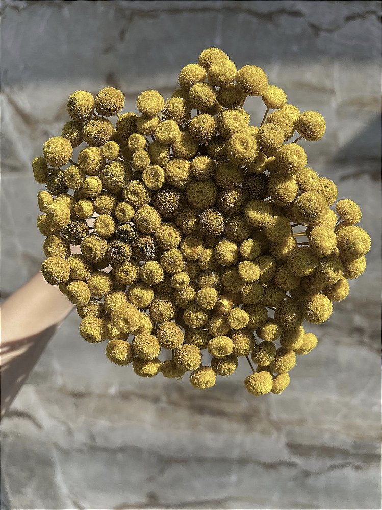Botão Amarelo Desidratado - 200 Unidades