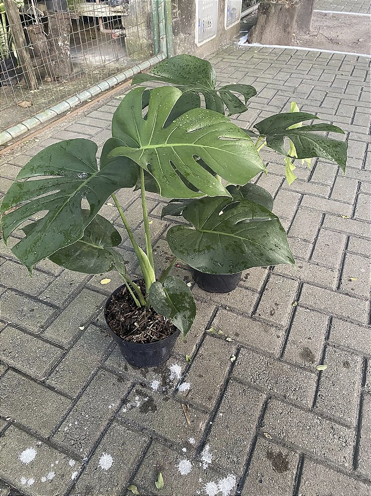 Costela de Adão P20 - Planta Tropical e Sofisticada