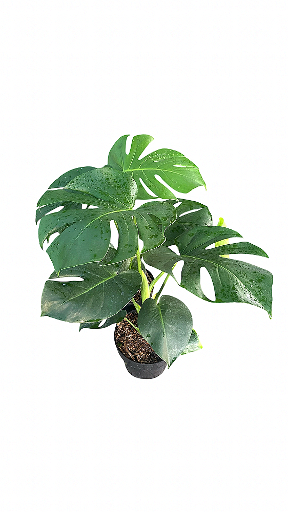 Costela de Adão P20 - Planta Tropical e Sofisticada