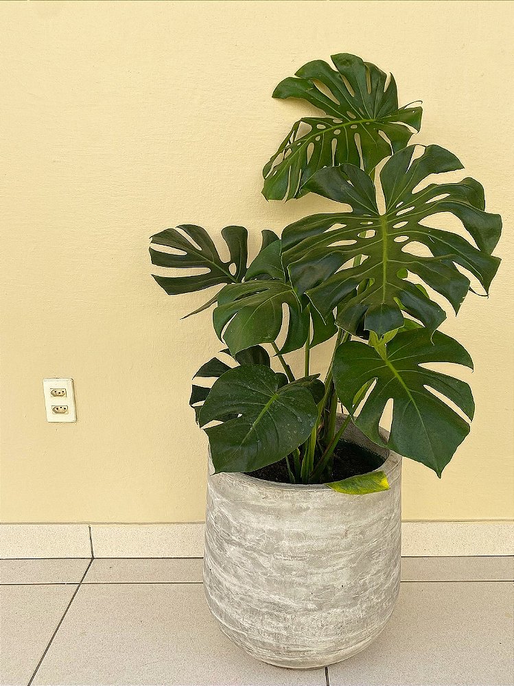 Costela de Adão P20 - Planta Tropical e Sofisticada