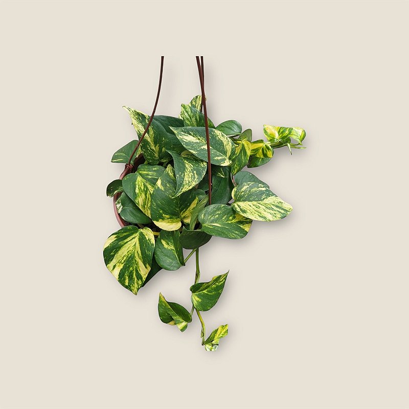 Cesta de Jiboia verde tradicional C21