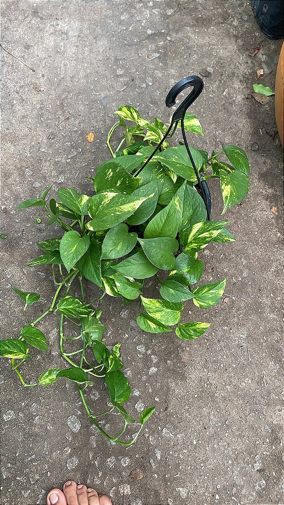Cesta de Jiboia verde tradicional C21
