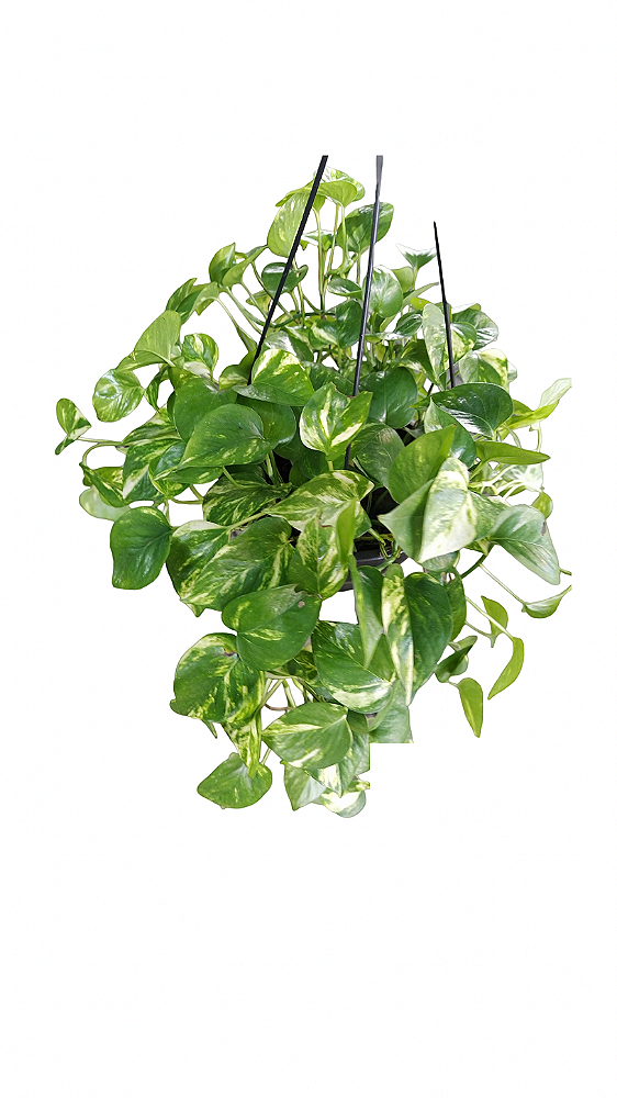 Cesta de Jiboia verde tradicional C21