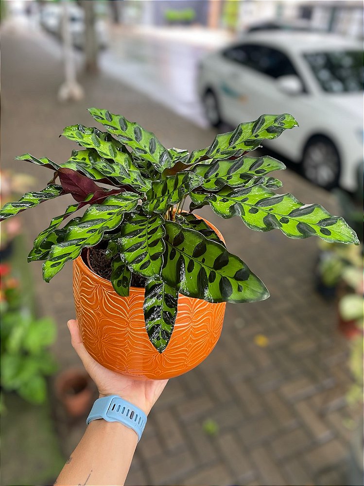 Maranta Cascavel ou Pena de Índio