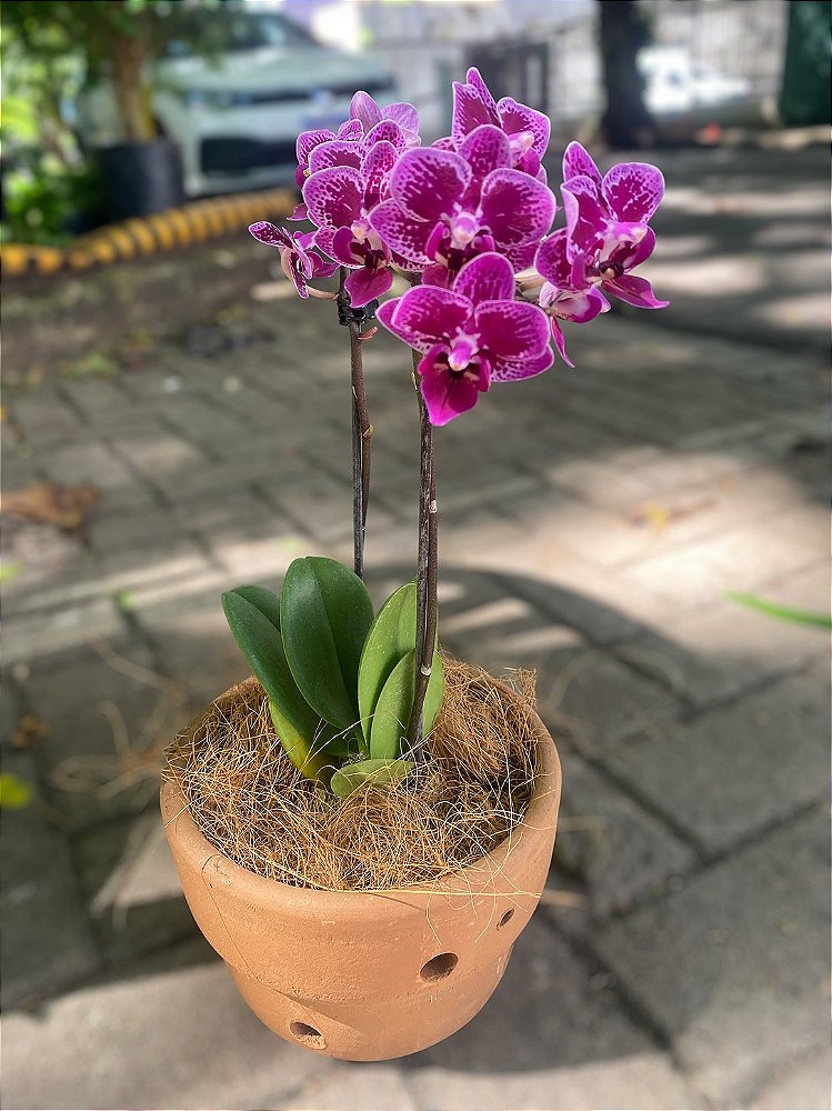 Vaso Médio de Barro para Orquídea