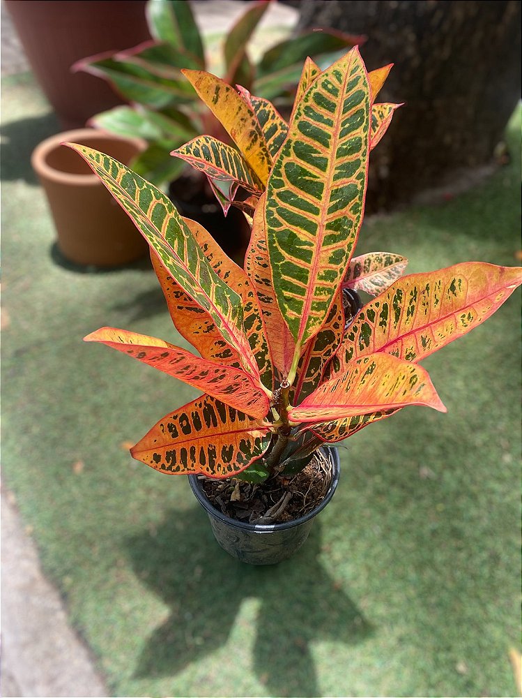 Cróton Petra P17 Colorido para Jardim Externo